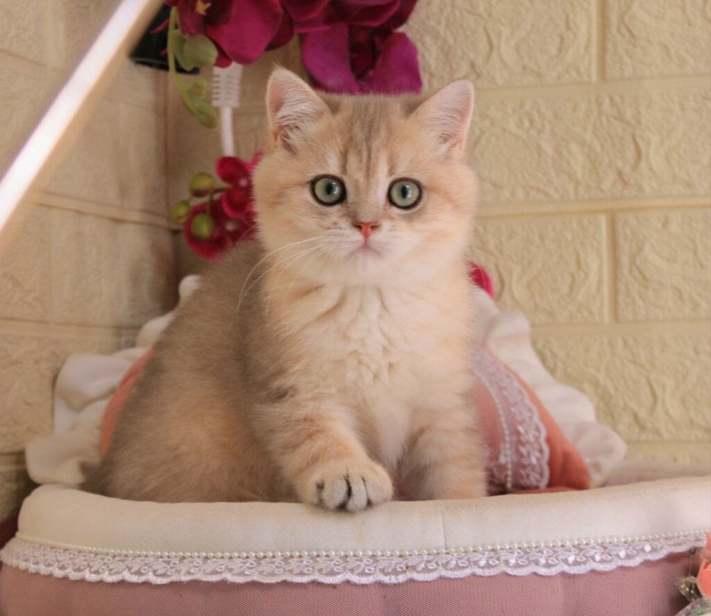 Itan British Shorthair  Male (Available) $2700