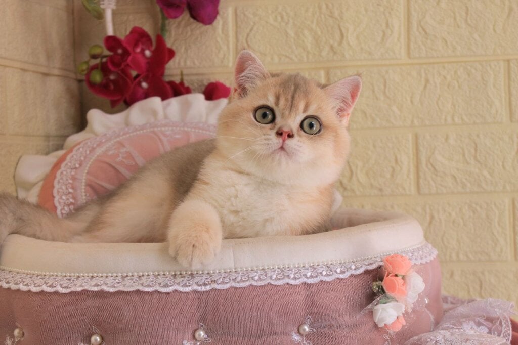 Ivan British Shorthair Male (Available) $2750
