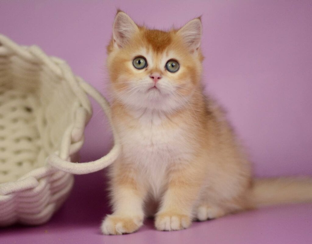Quest British Shorthair Male (Available) $2850