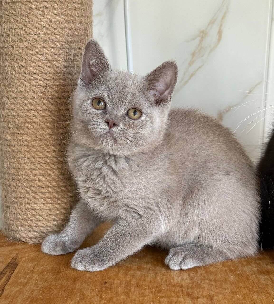 Semik British Shorthair  Male (Available) $2450