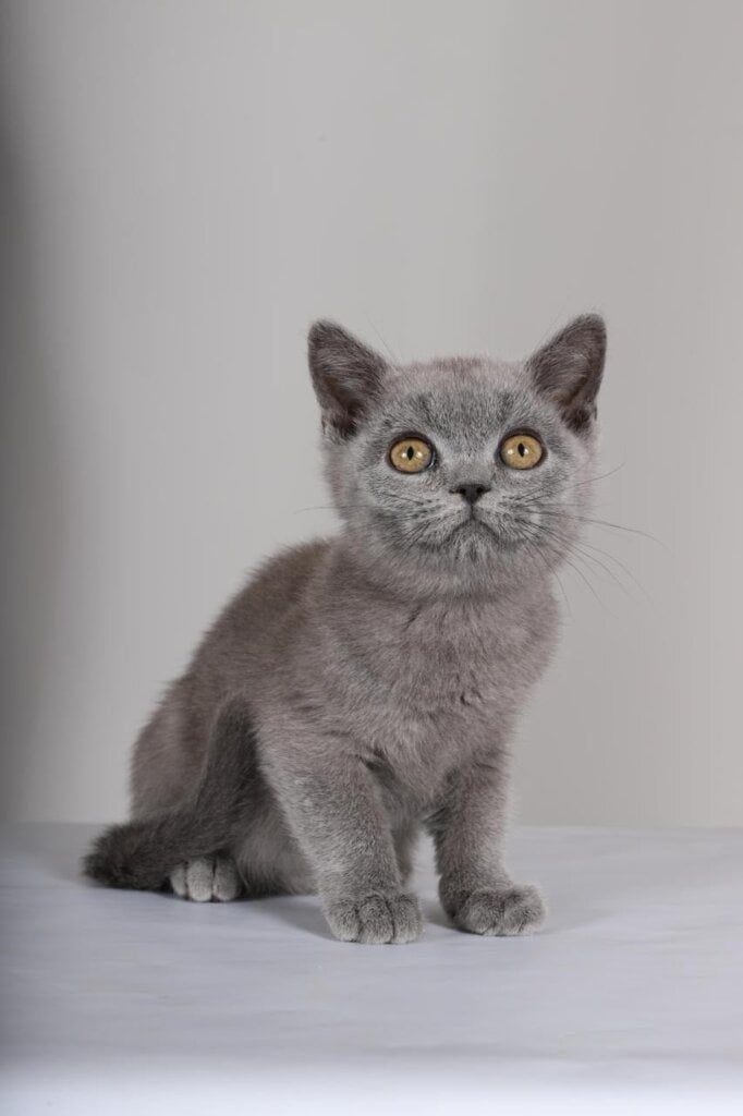 Sam British Shorthair  Male (Available) $2500