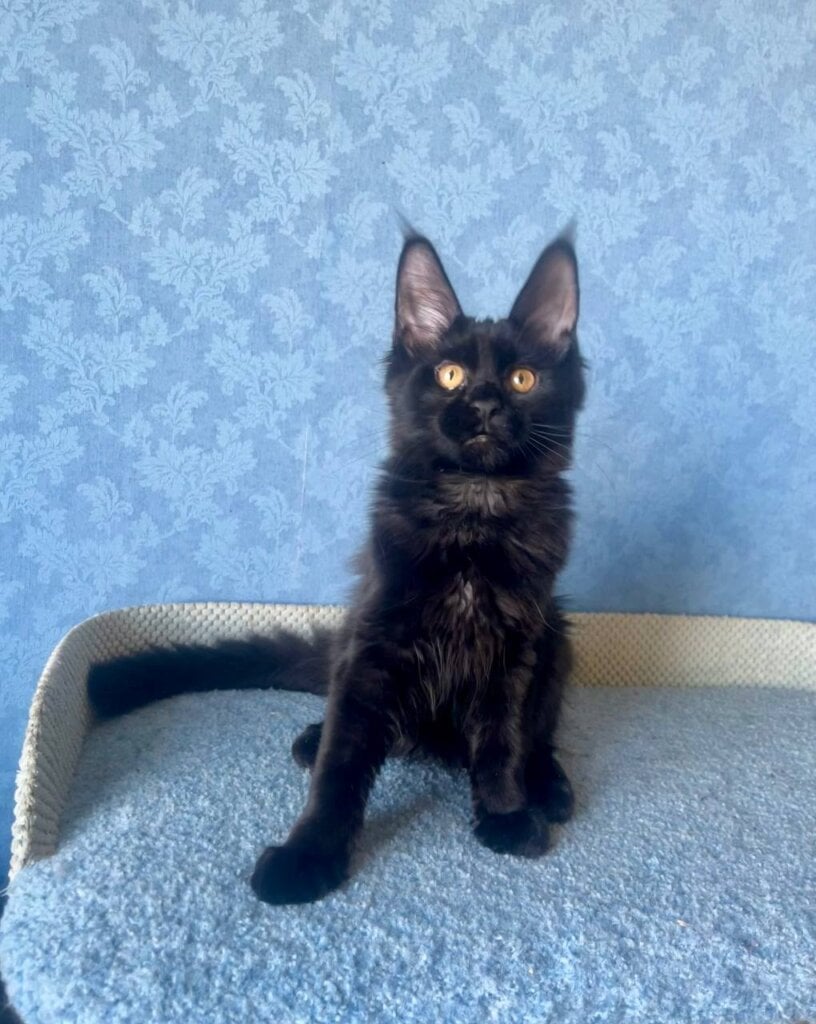 Аgat Maine Coon Male (Available) $3100