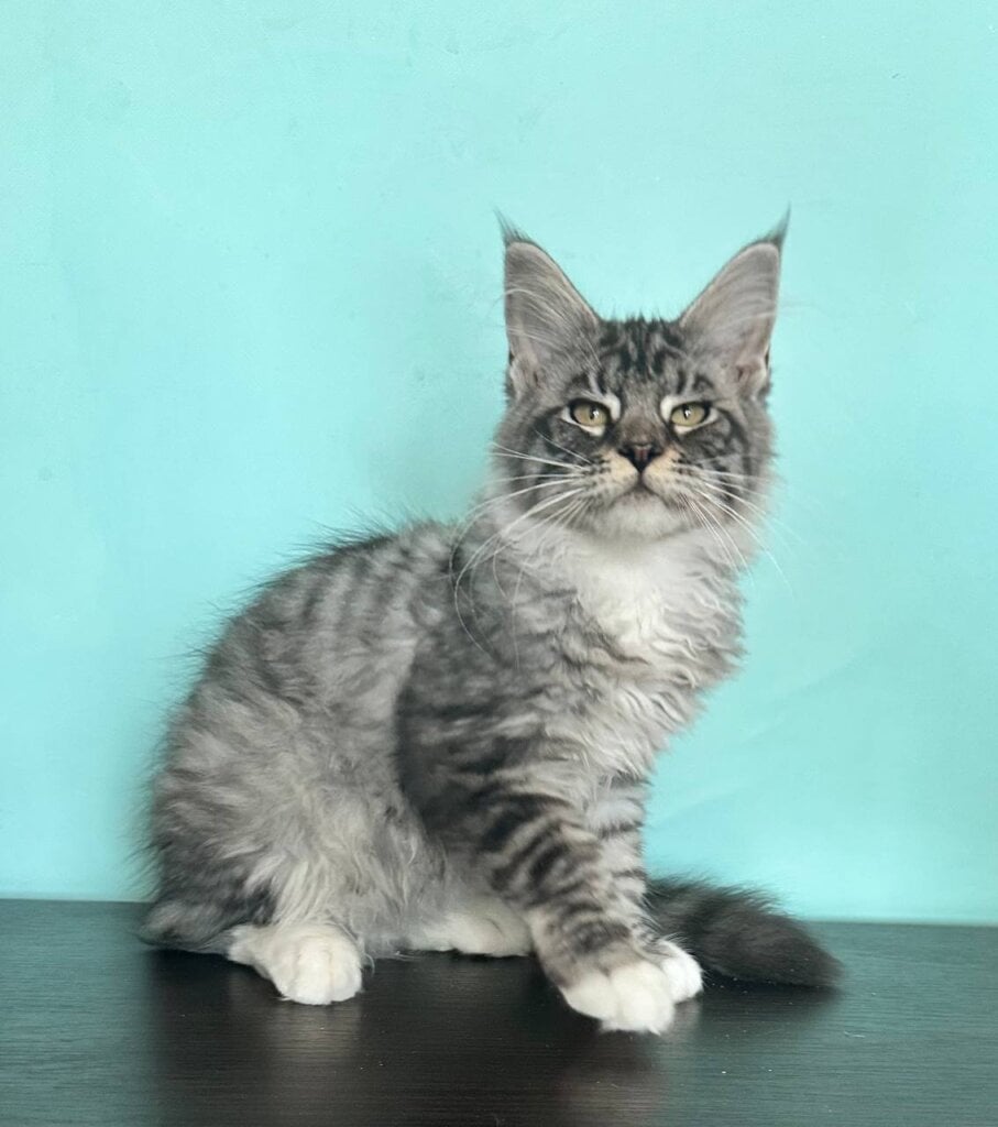 Iriana Maine Coon Female (Available) $2800