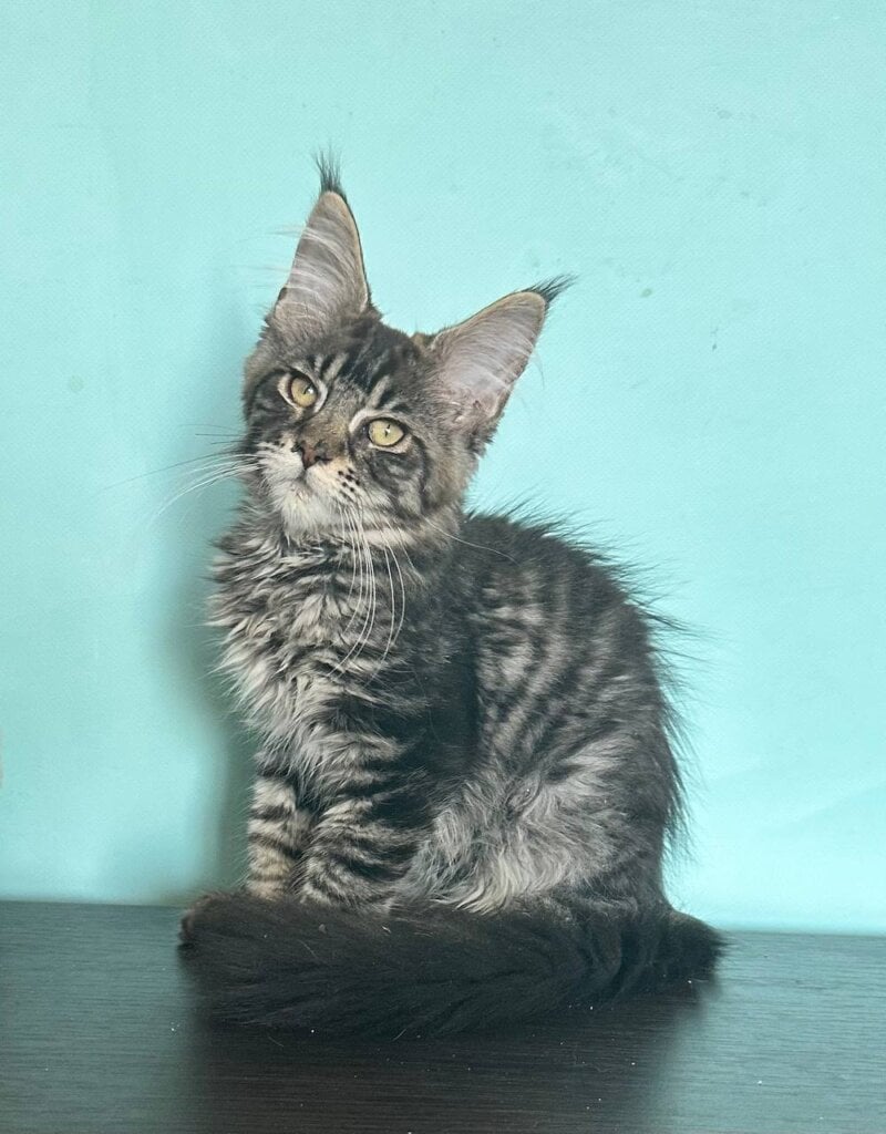 Ilianta Maine Coon  Female (Available) $2800