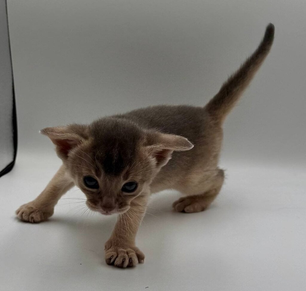 Jerry Abyssinian  Male (Available) $3000
