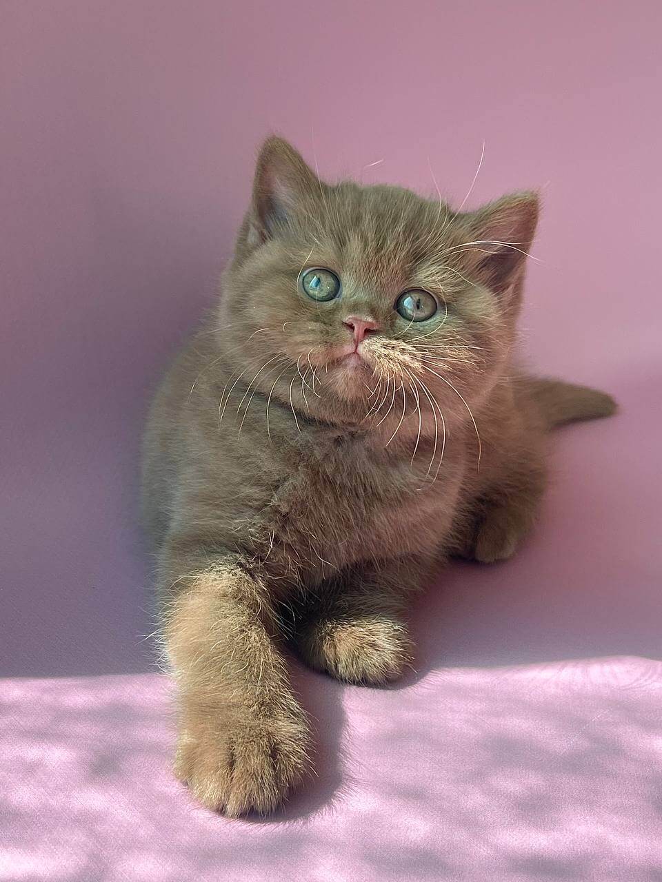 Beatrice British Shorthair Female (Available) $3700