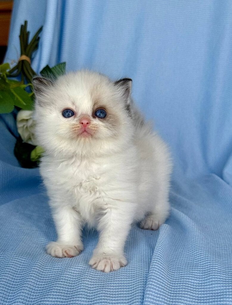 Arnold Ragdoll Male (Available) $3200