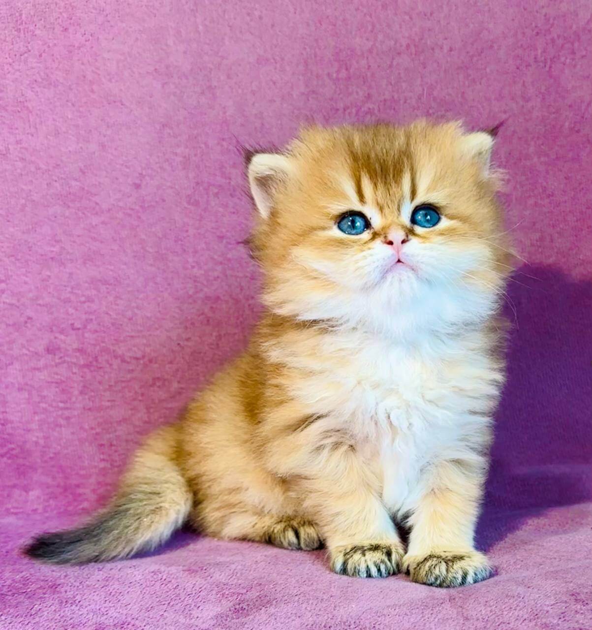 Vardy British Longhair Male (Available) $2800