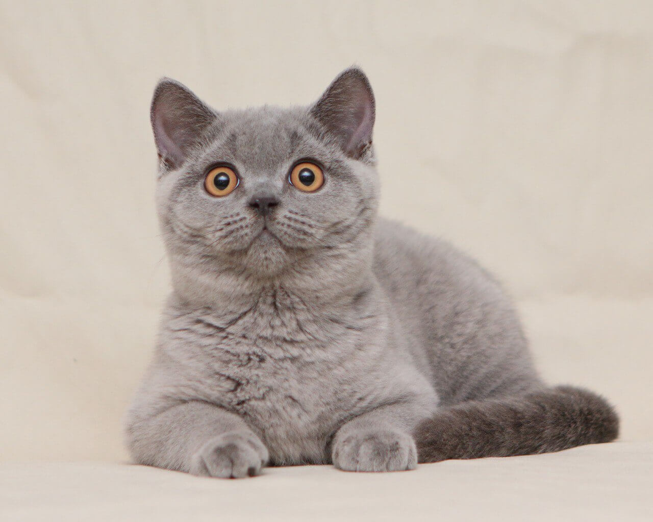 Lapushka British Shorthair Female (Available) $2900