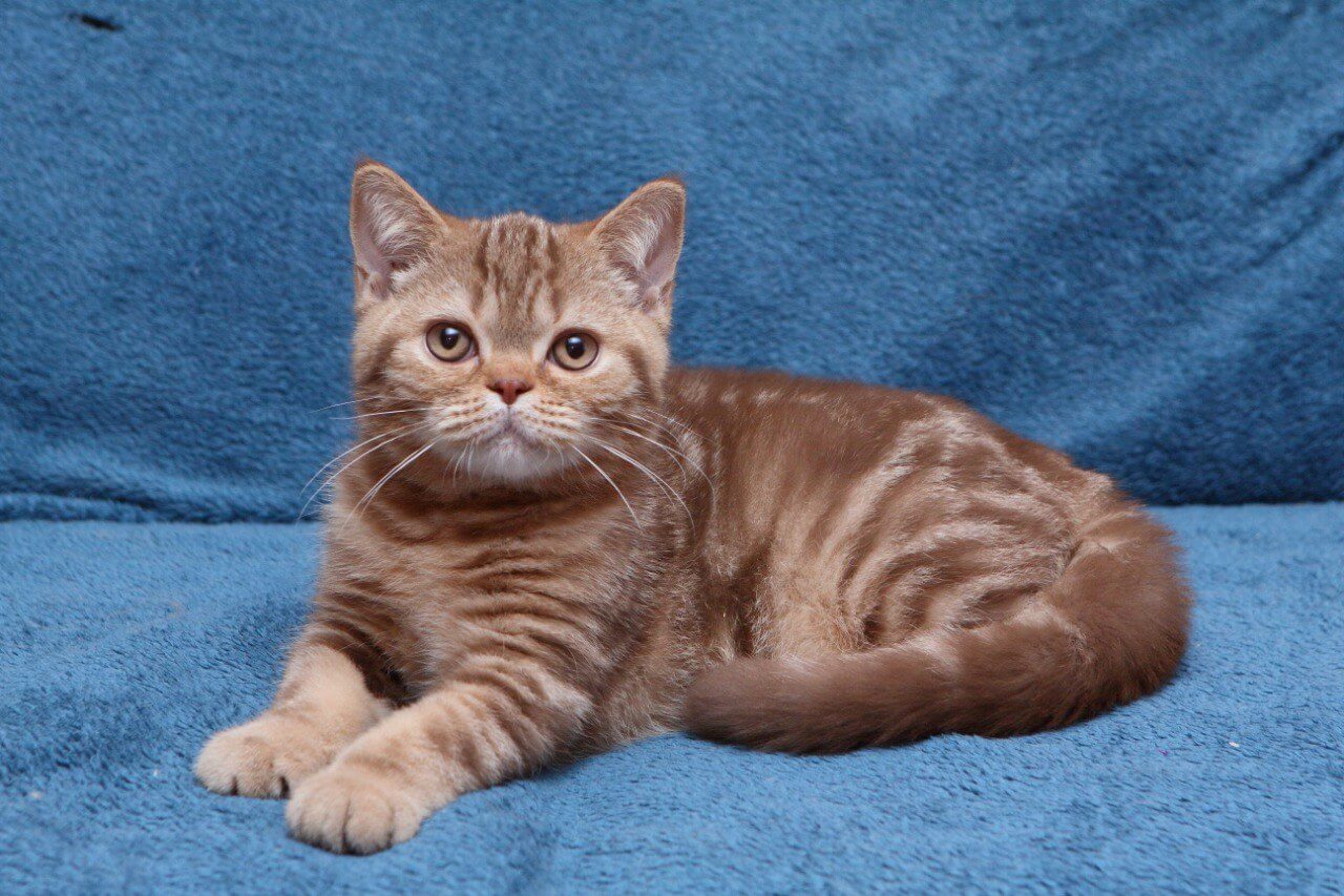 Kuzma British Shorthair Male (Available) $3100