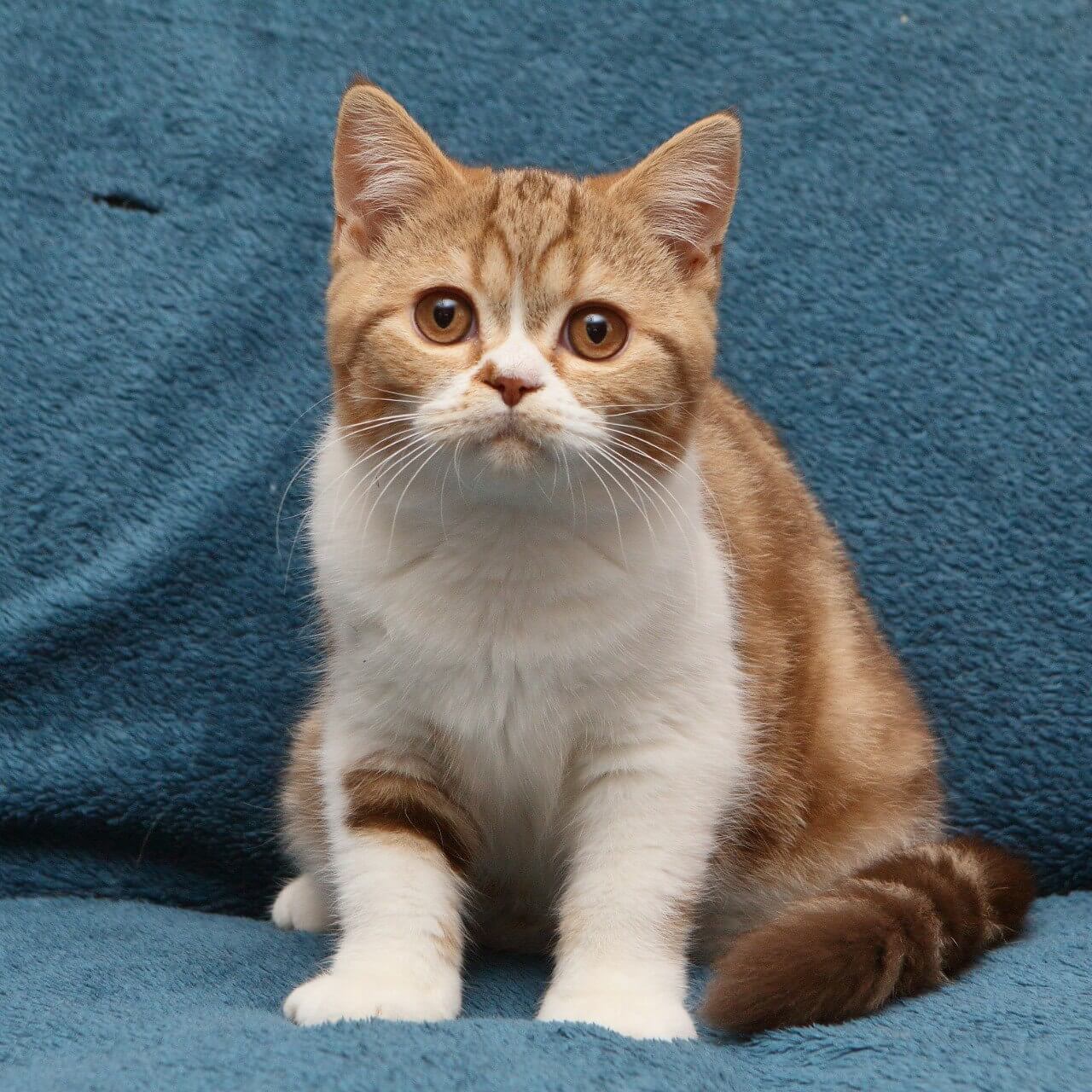 Kus-Kus British Shorthair  Male (Available) $2900