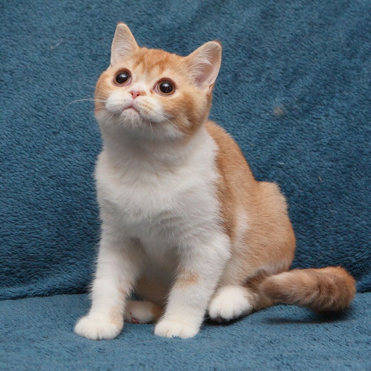 Kvitka British Shorthair Female (Available) $3000