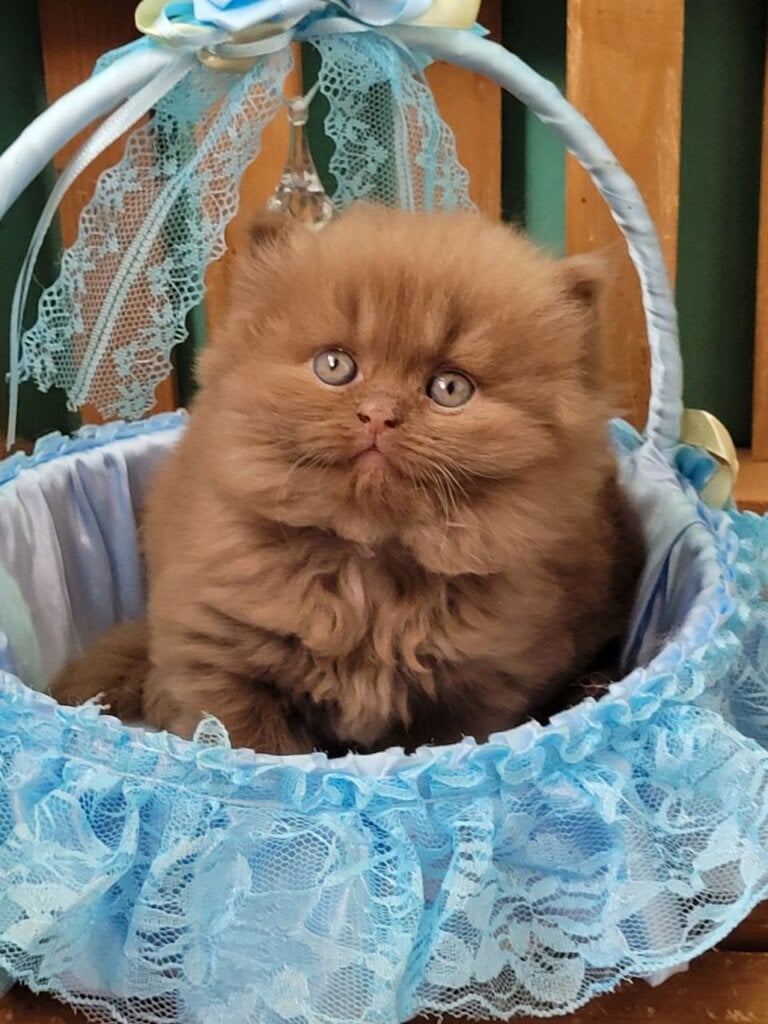 Dear Dar British Shorthair  Male (Available) $3200