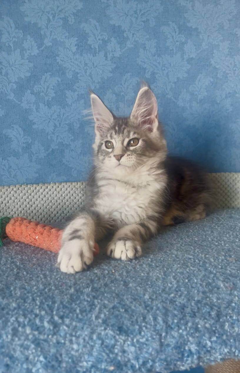 Kiski Maine Coon Female (Available) $3050
