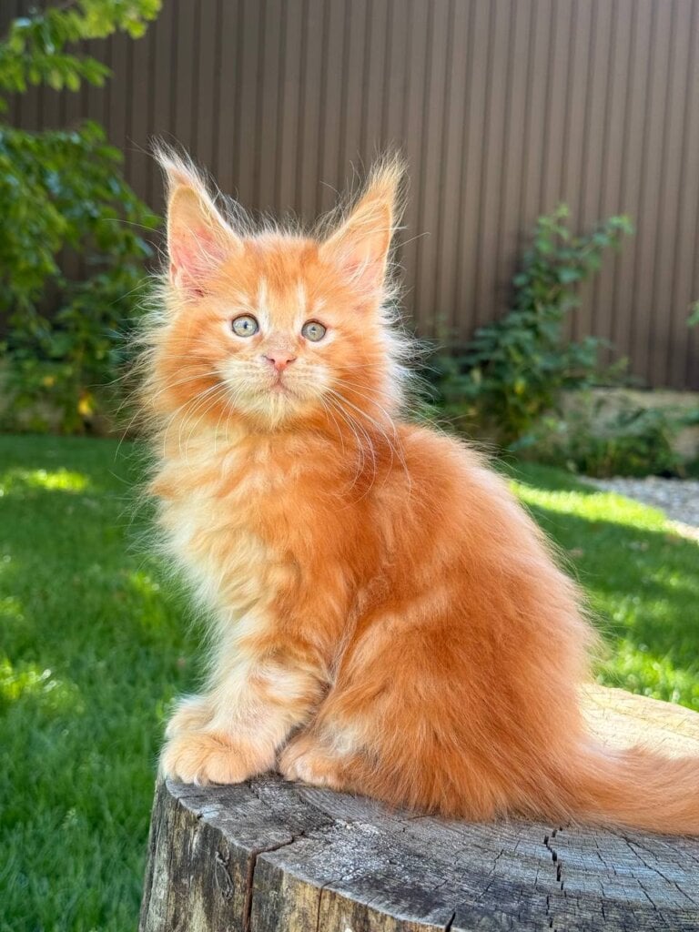 Bugatty Maine Coon POLY Male (Available) $3750