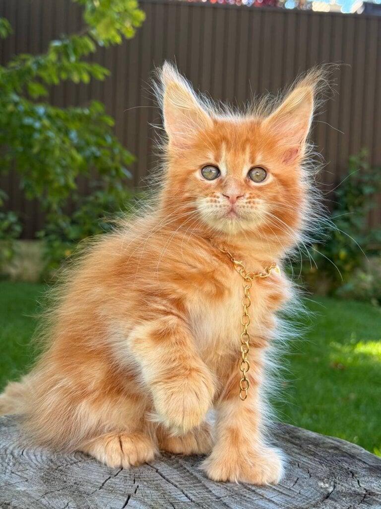 Bamby Maine Coon POLY Male (Available) $3450