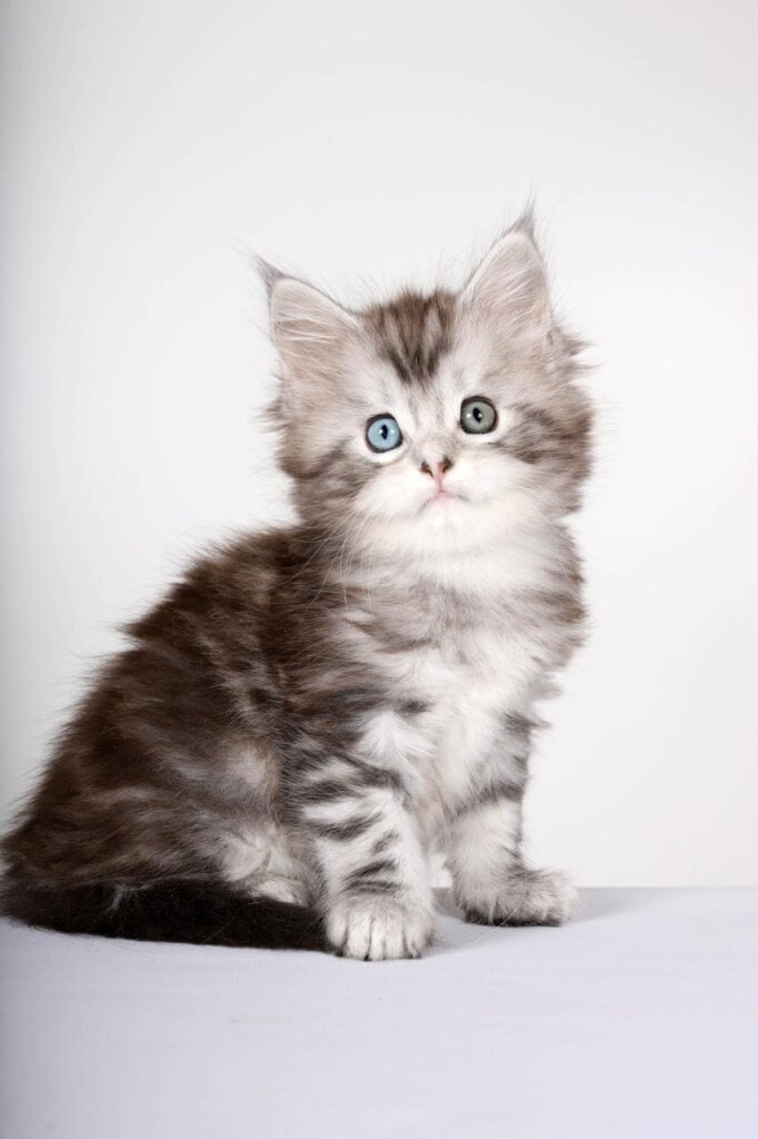 Nilla Maine Coon  Female (Available) $3800