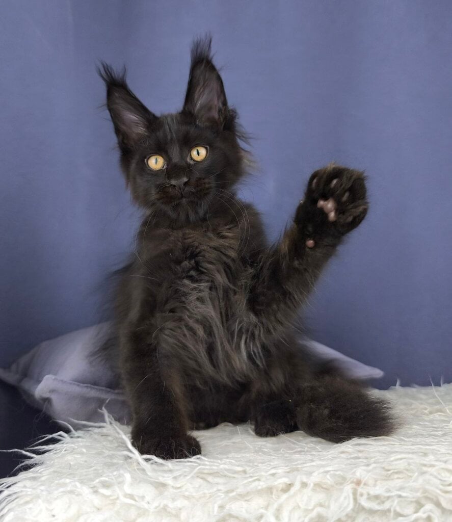 Harpo Maine Coon  Male (Available) $3250