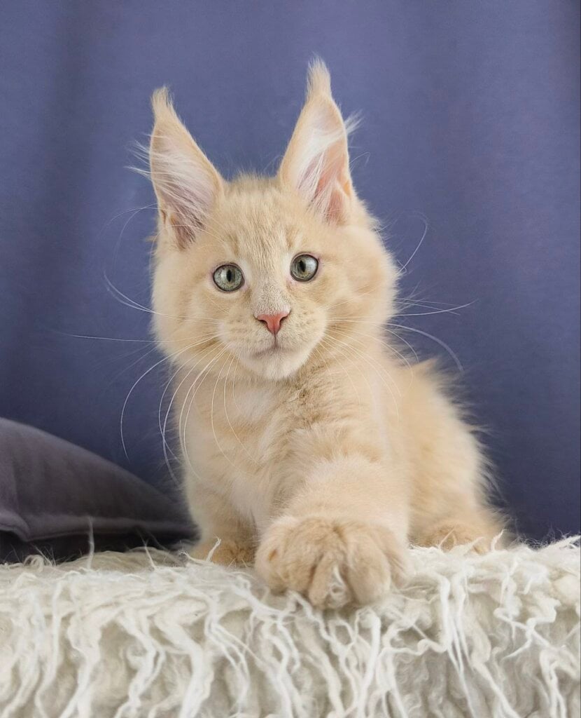 Joy Maine Coon Male (Available) $3250