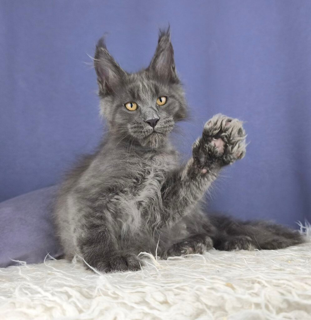 Inferno Maine Coon Male (Available) $3250
