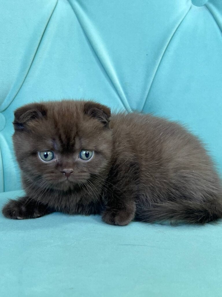 Badi Scottish Fold Male (Available) $2650