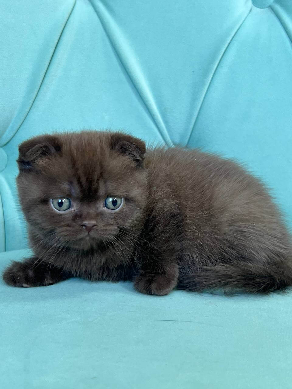 Badi Scottish Fold Male (Available) $2650