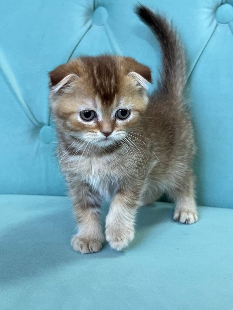Lara Scottish Fold  Female (Available) $2650