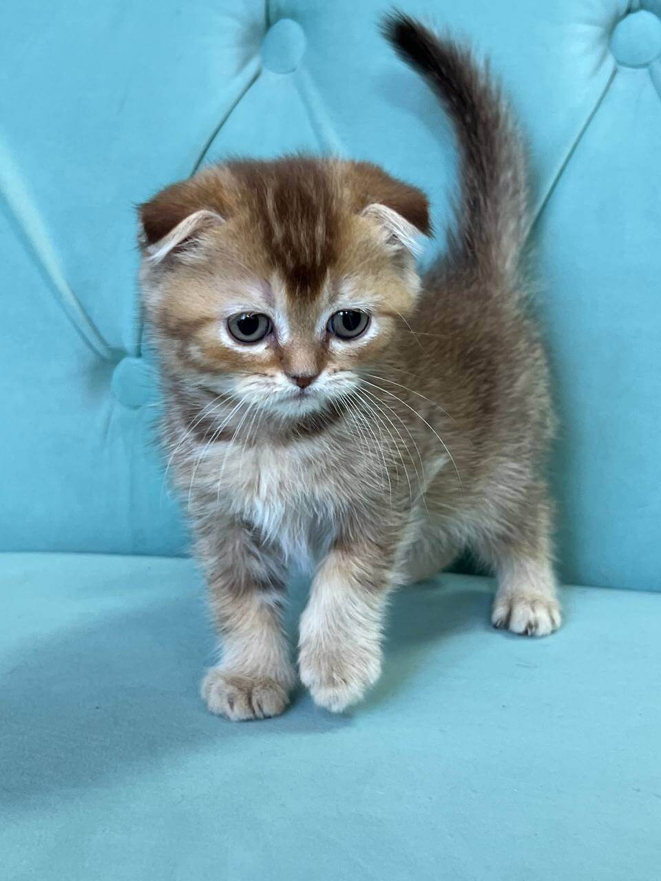 Lara Scottish Fold  Female (Available) $2650