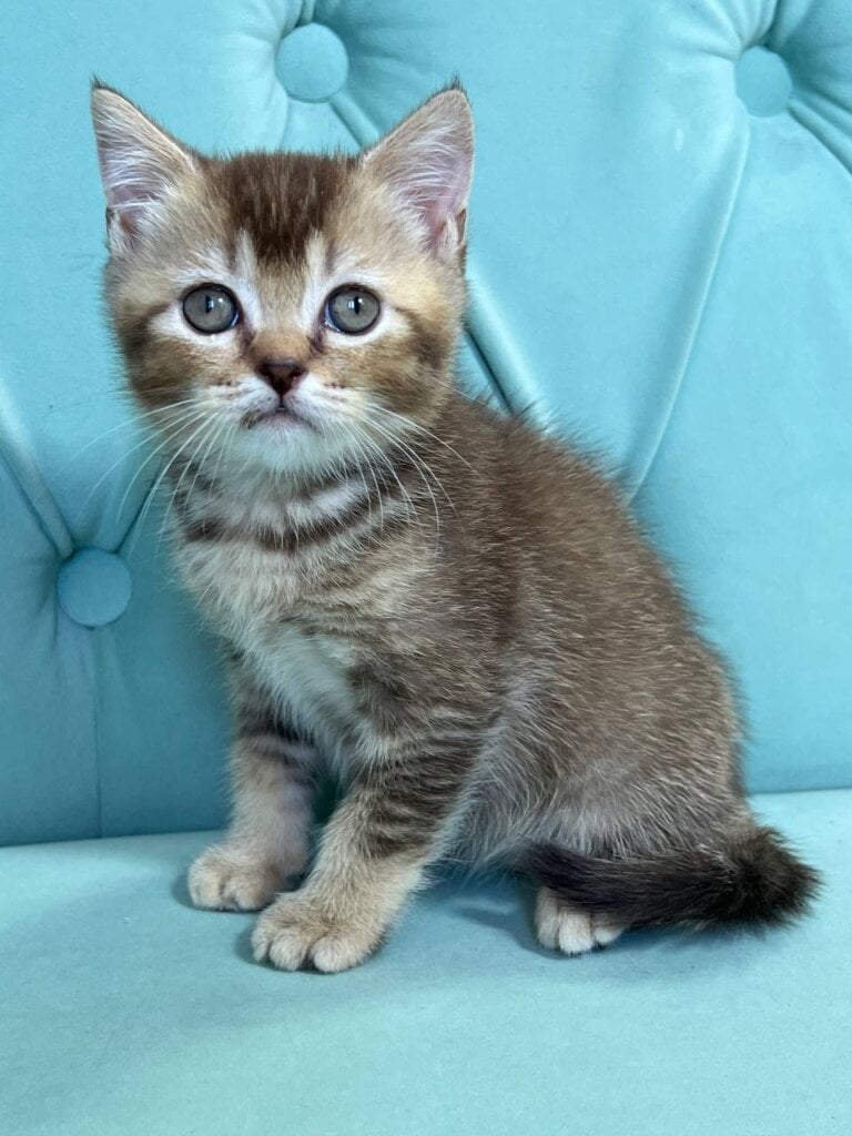 Luk Scottish Straight  Male (Available) $2550