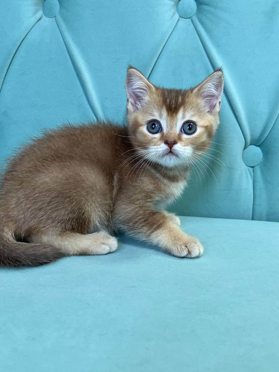 Like Scottish Straight  Male (Available) $2550