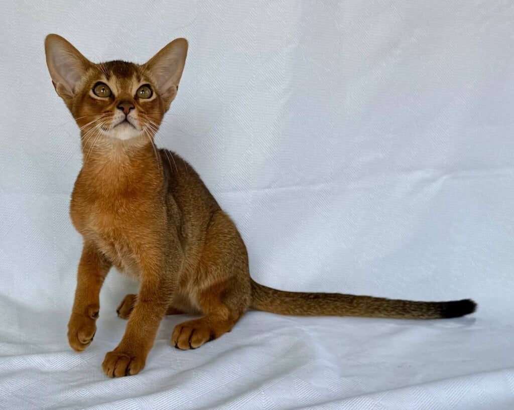 Dar Abbysinian Male (Available) $3200