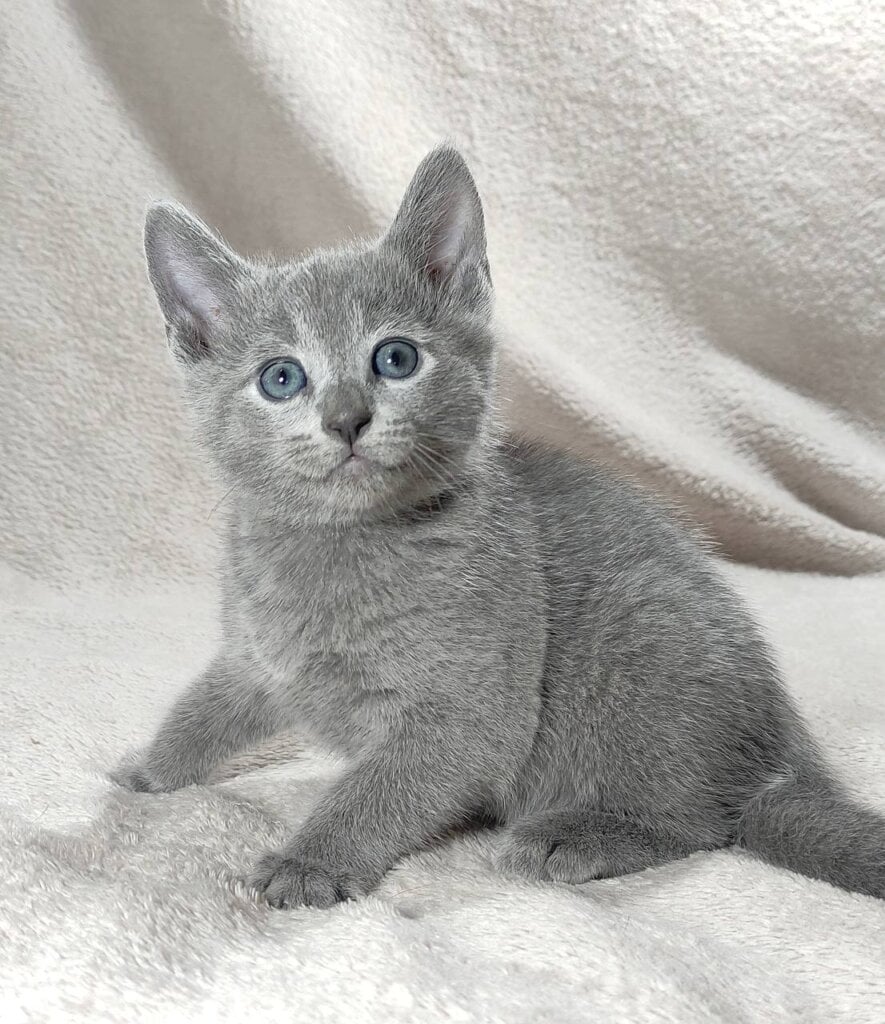 Tyson Russian Blue  Male (Available) $2950