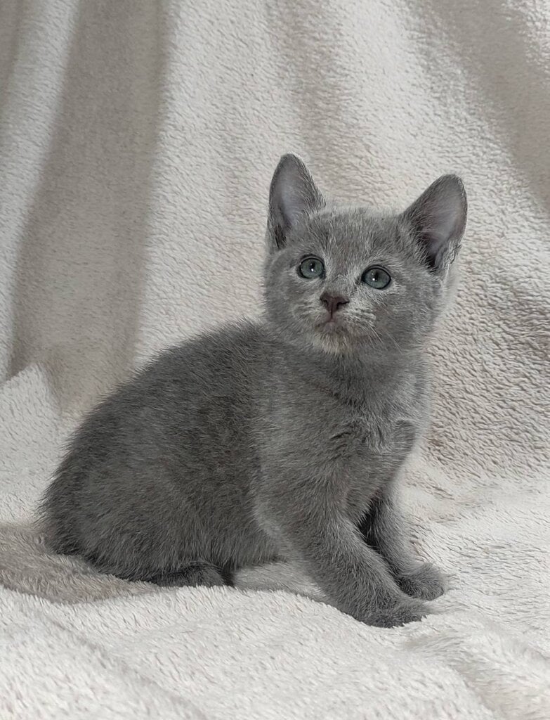 Teddy Russian Blue  Male (Available) $2950