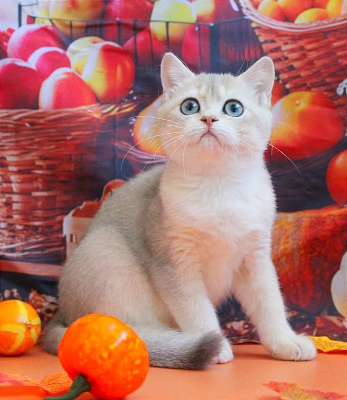 Sofi British Shorthair Female (Available) $2900