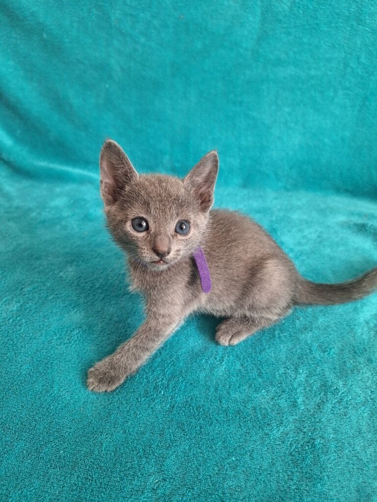 Haiku Russian Blue  Male (Available) $2850