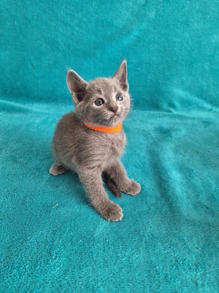 Harley Russian Blue  Male (Available) $2850