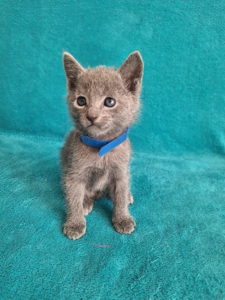 Howard Russian Blue  Male (Available) $2850