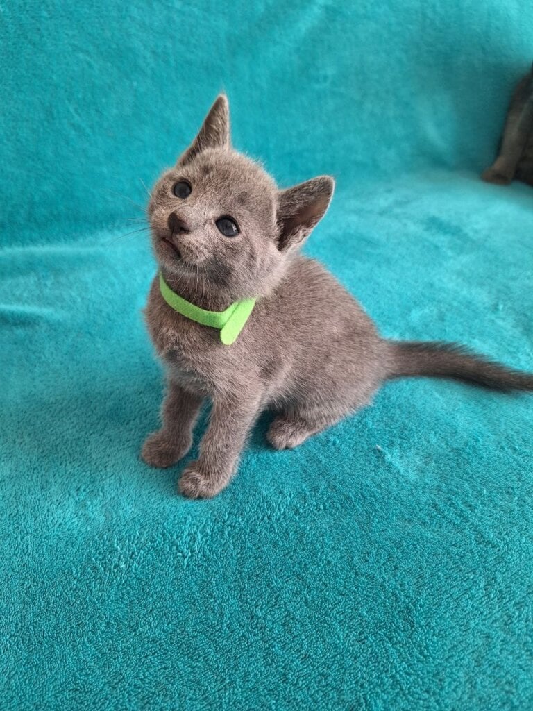 Hermes Russian Blue  Male (Available) $2850