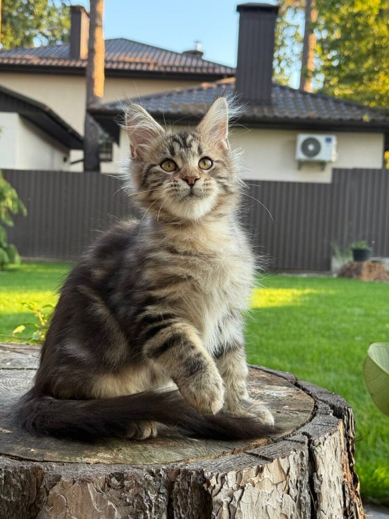 Baron Maine Coon Male (Available) $2800