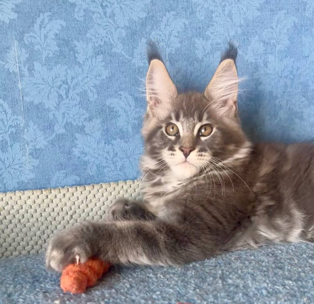 Kumir Maine Coon  Male (Available) $3150