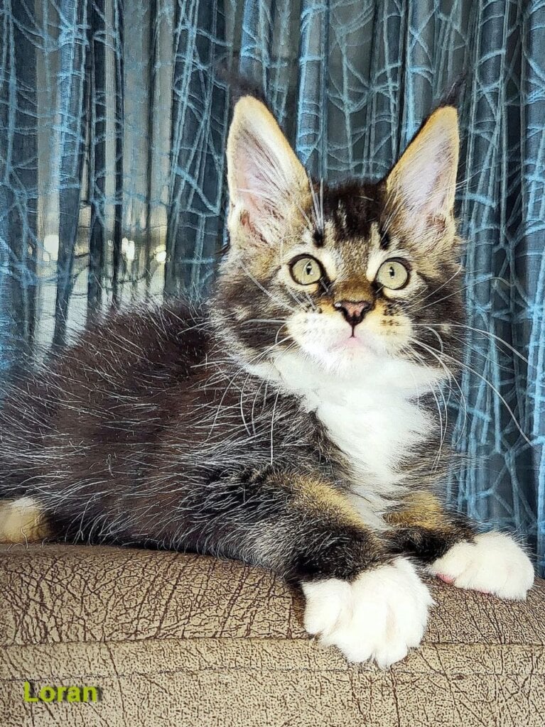 Loran Maine Coon Male (Available) $3000