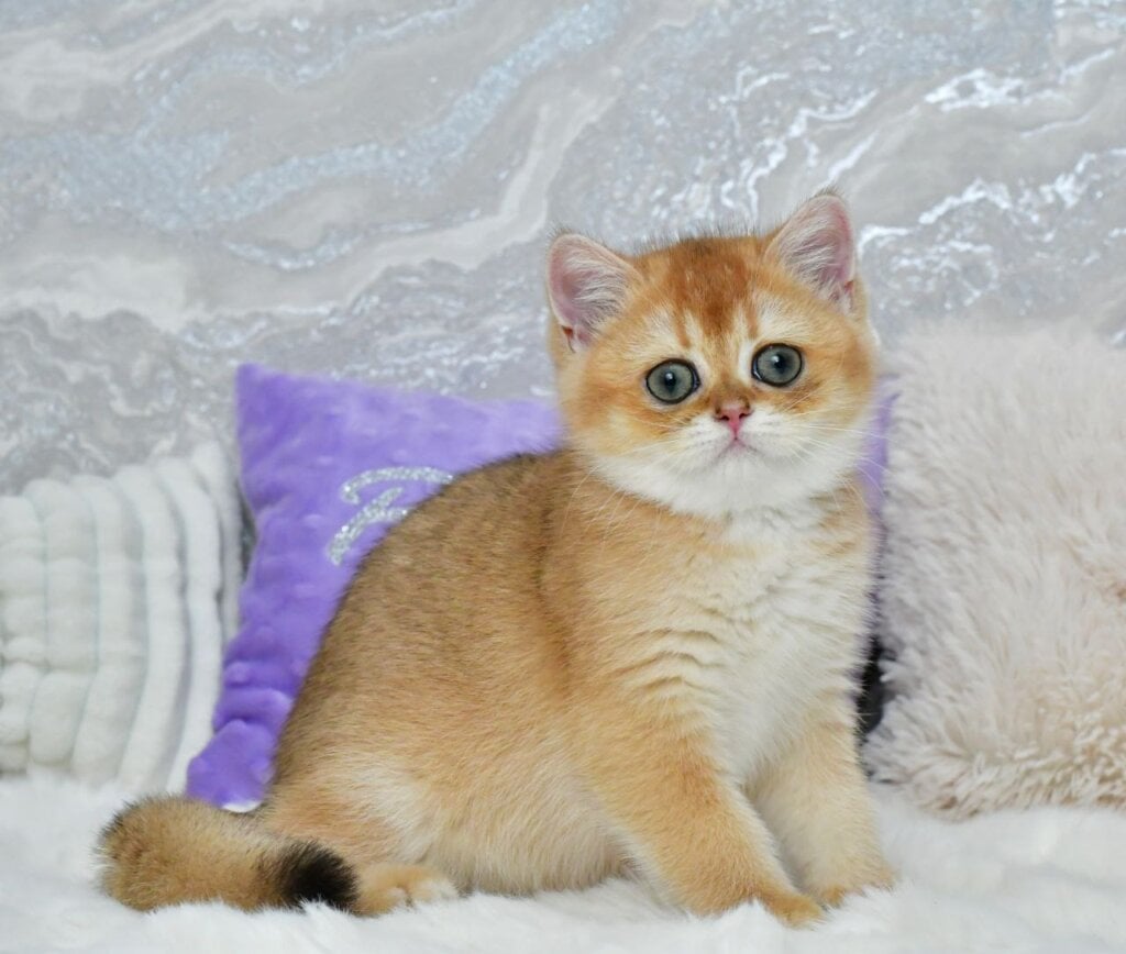 Erica British Shorthair Female (Available) $2800