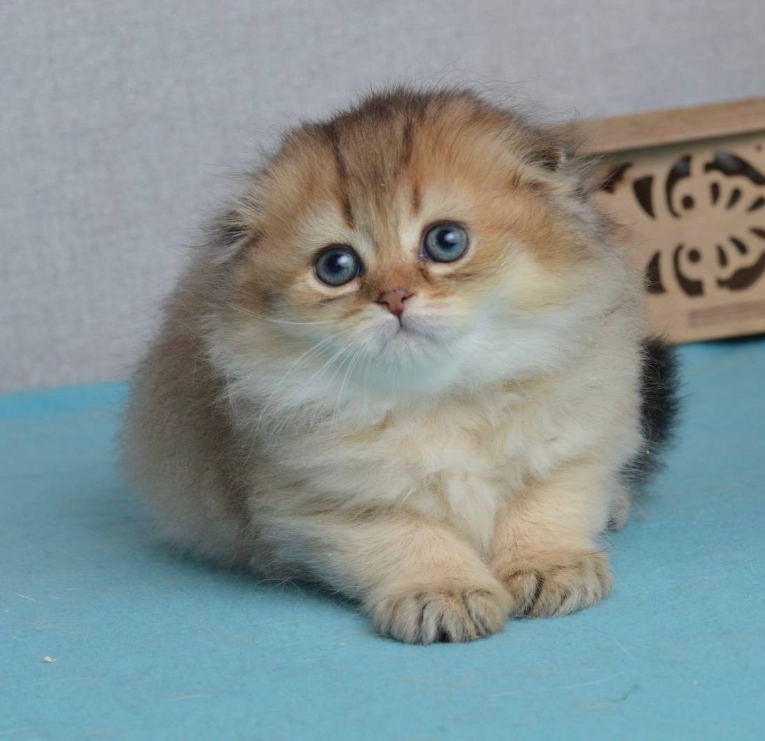 Lottie Scottish Fold Female (Available) $2800