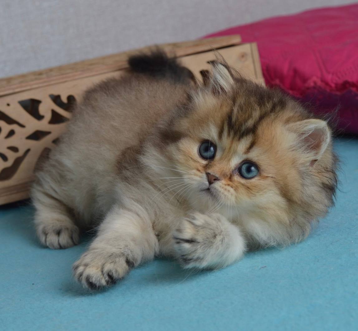 Lucia Scottish Straight  Female (Available) $2650