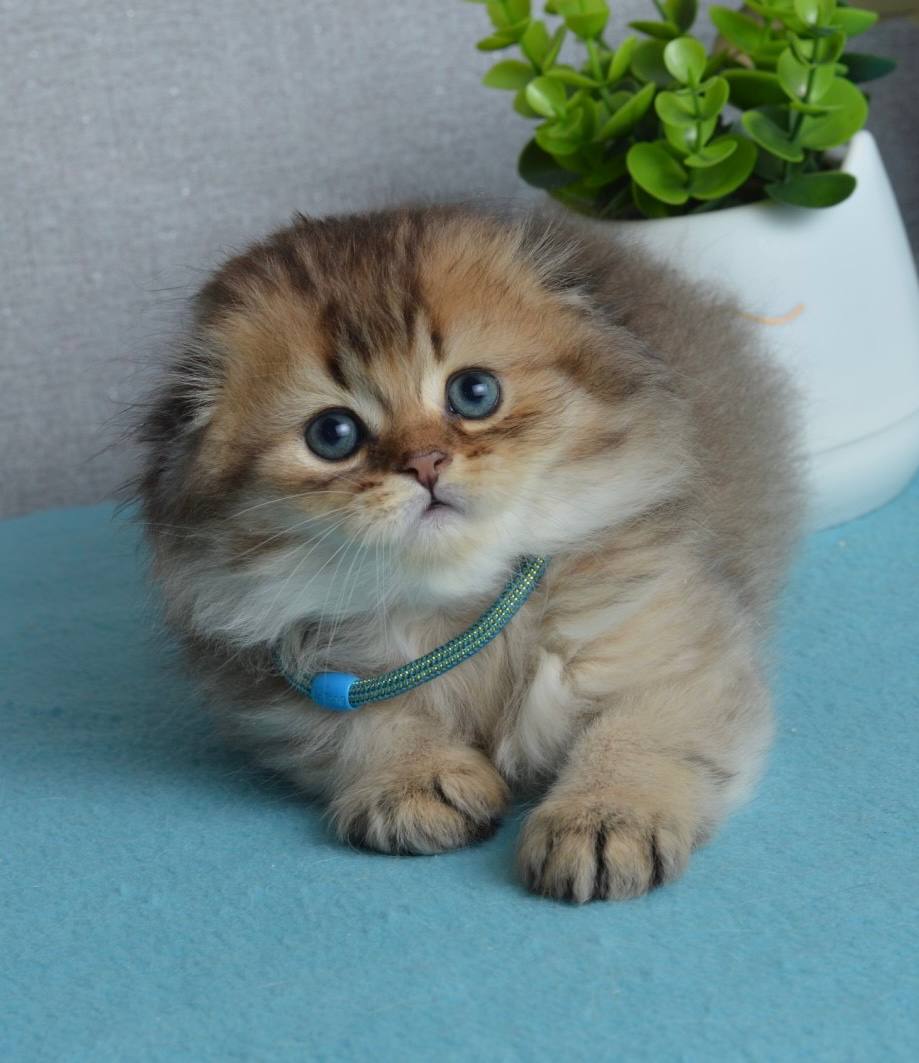 Leo Scottish Fold Male (Available) $2800