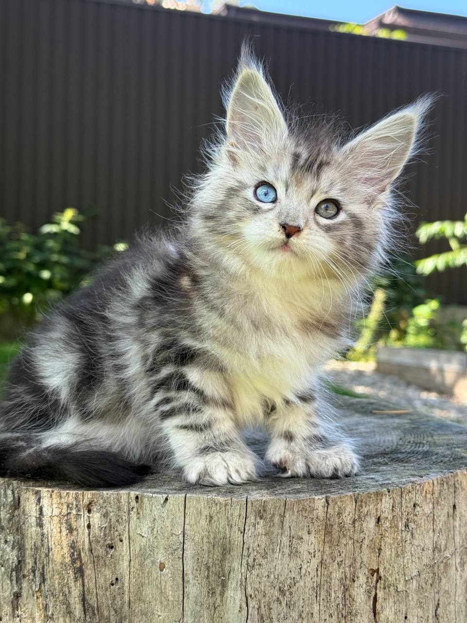 Xenon Maine Coon POLY Male (Available) $5450