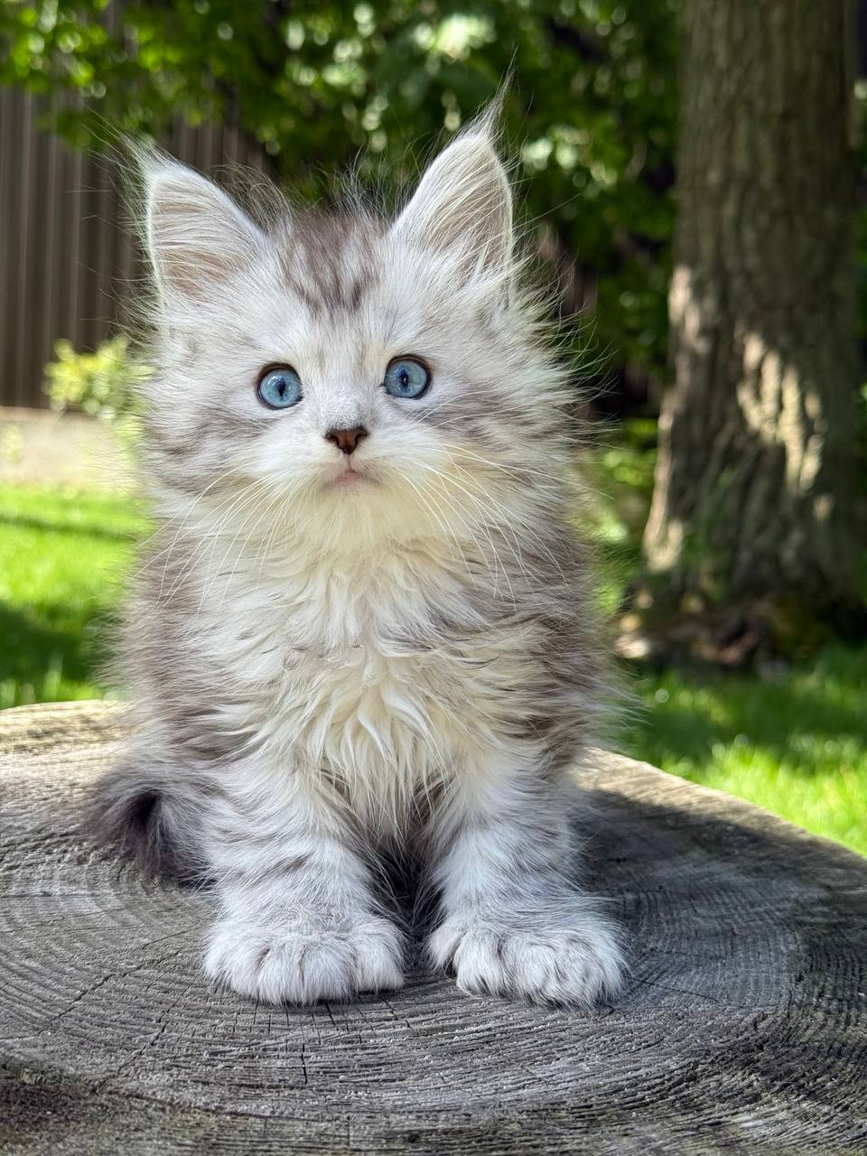 Xavier Maine Coon POLY Male (Available) $5450