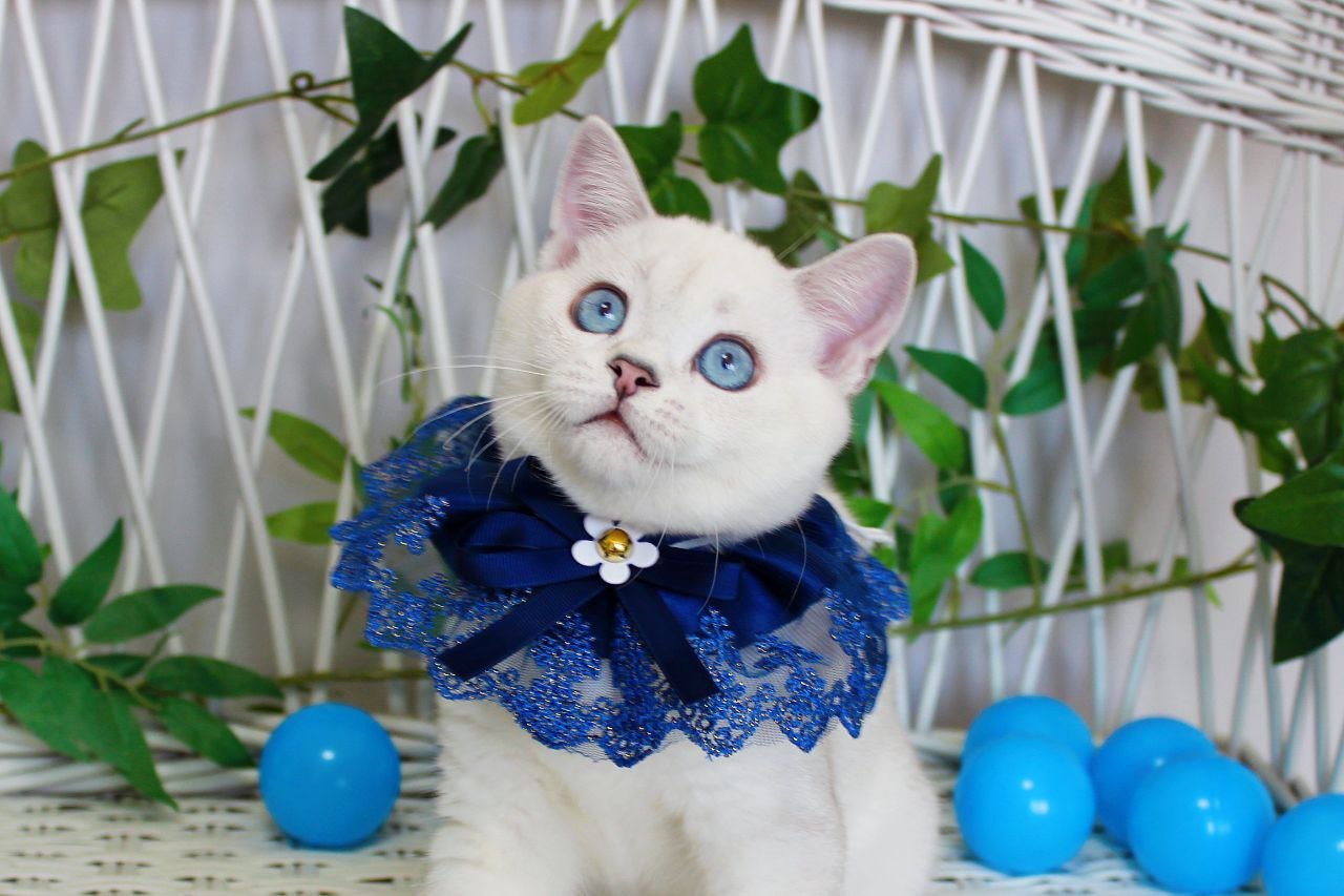 Bon-Bon Scottish Straight Male (Available) $2450