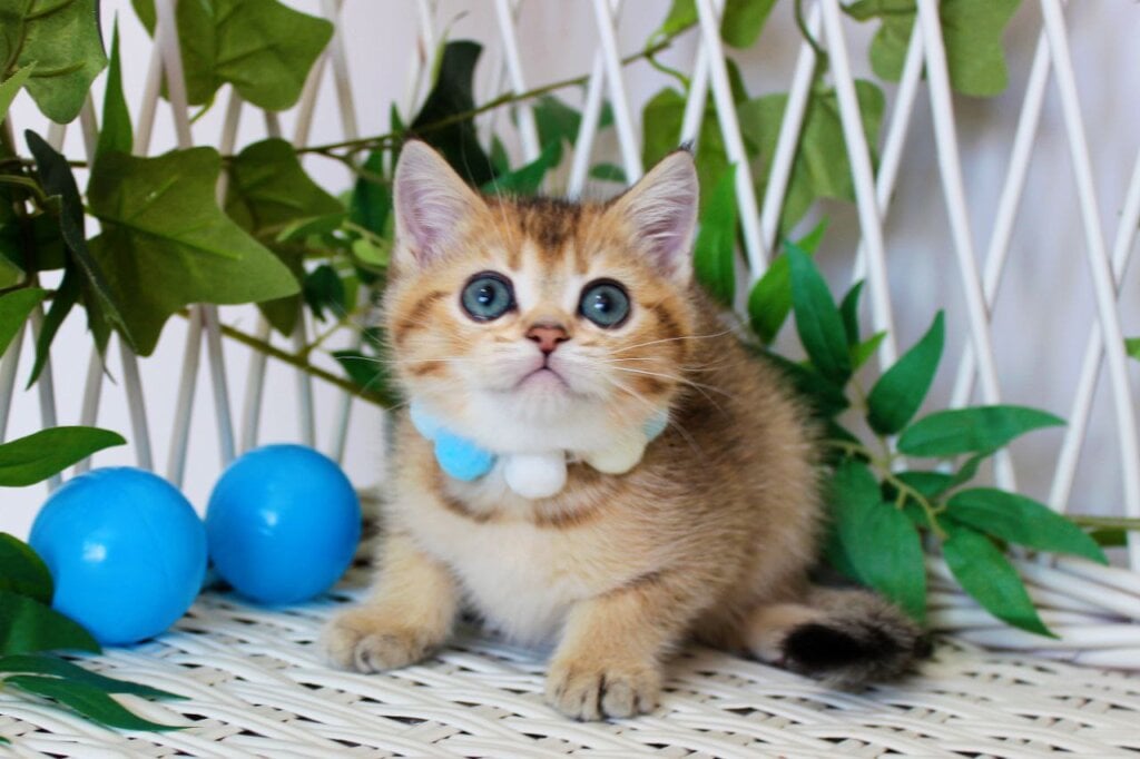 Impuls British Shorthair  Male (Available) $2450