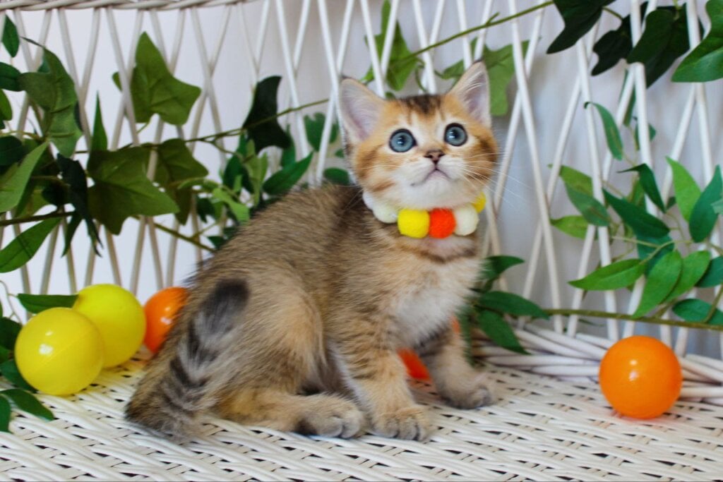 Indigo British Shorthair  Male (Available) $2450